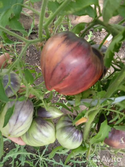 Рассада помидор на заказ