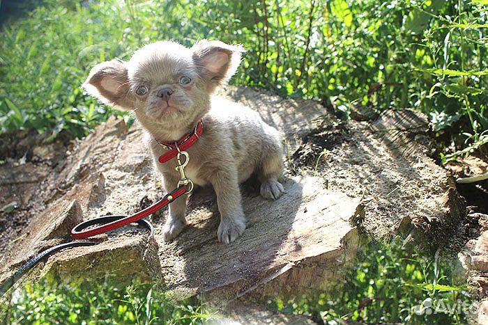 Лиловое чудо