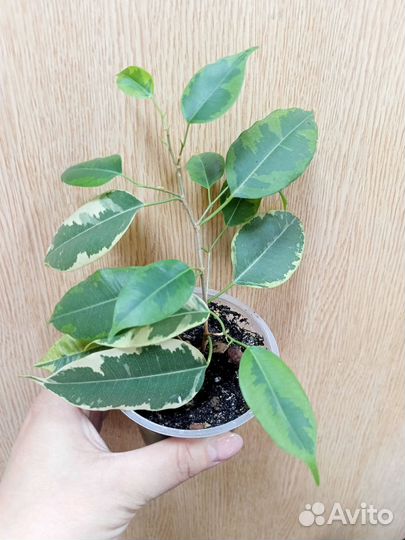 Фикус бенджамина пестролистный