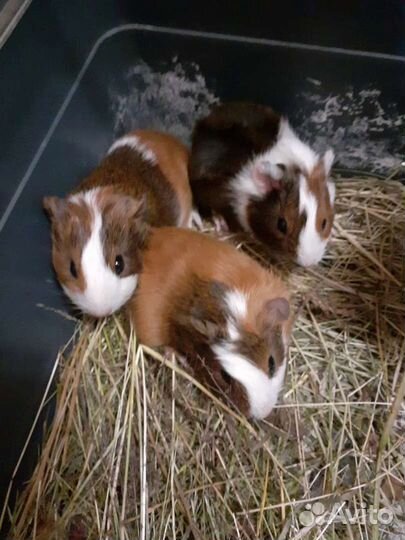 Морские свинки разные