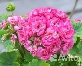 Пеларгонии сортовые