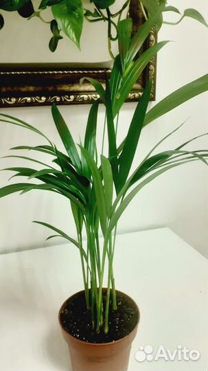 Пальма арека