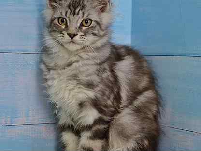 Саджи ка дядя ведь не даром. Она своего даром не отдаст баба лютая. Она своего даром не отдаст баба лютая. Маха из мультика волшебное кольцо. Волшебное кольцо я ваша навеки.