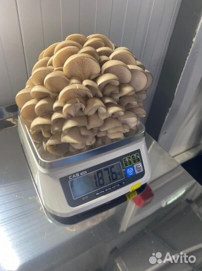 Зерновой мицелий Вешенки