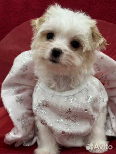 Щенки бивера