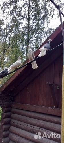 Голуби в хорошие руки