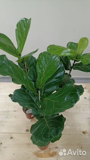 Фикус лирата колумнарис