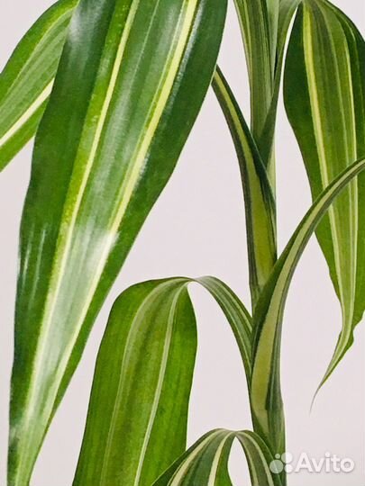 Сингониум сортовой Neon Robusta, Драцена