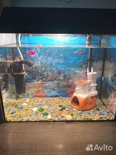Аквариум с рыбками