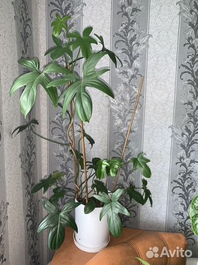 Домашние/комнатные растения