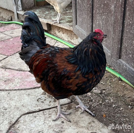 Молодые петушки