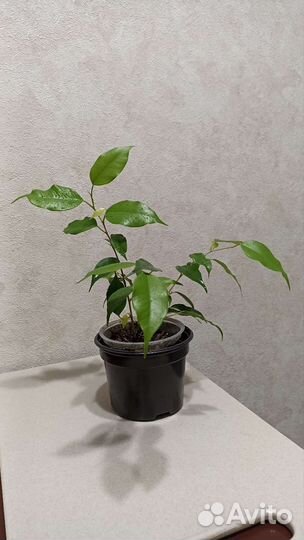 Фикус бенджамина