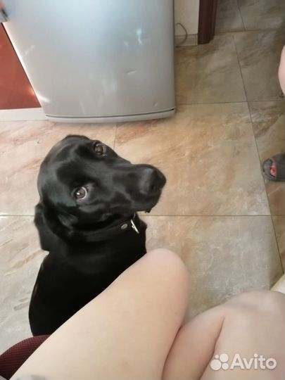 Собака в дар