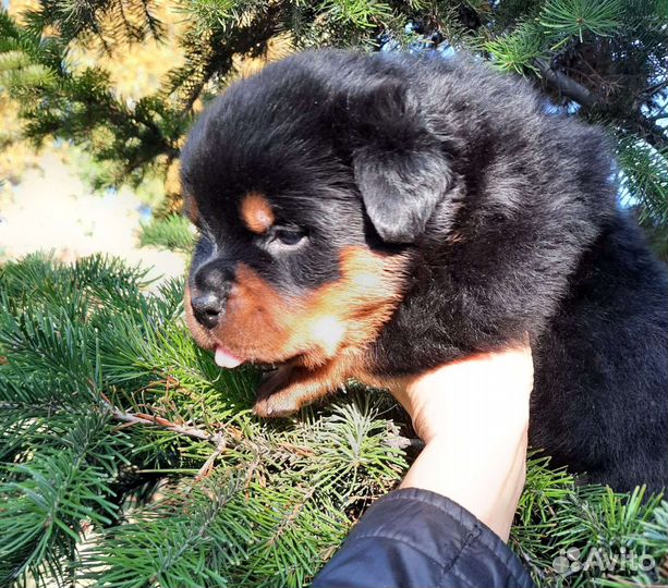 Щенки ротвейлера