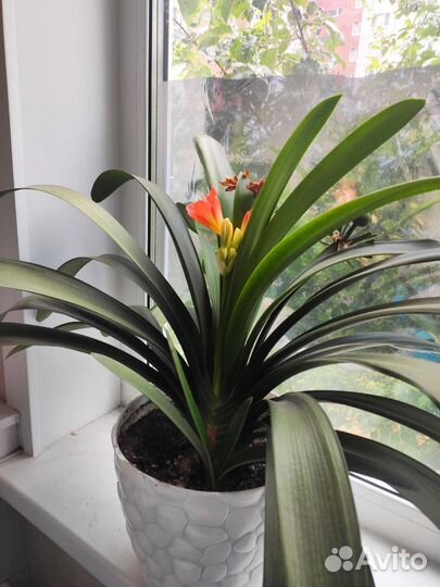 Кливия детка фото 1, 2 материнское не продаётся