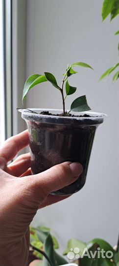 Фикус бенджамина