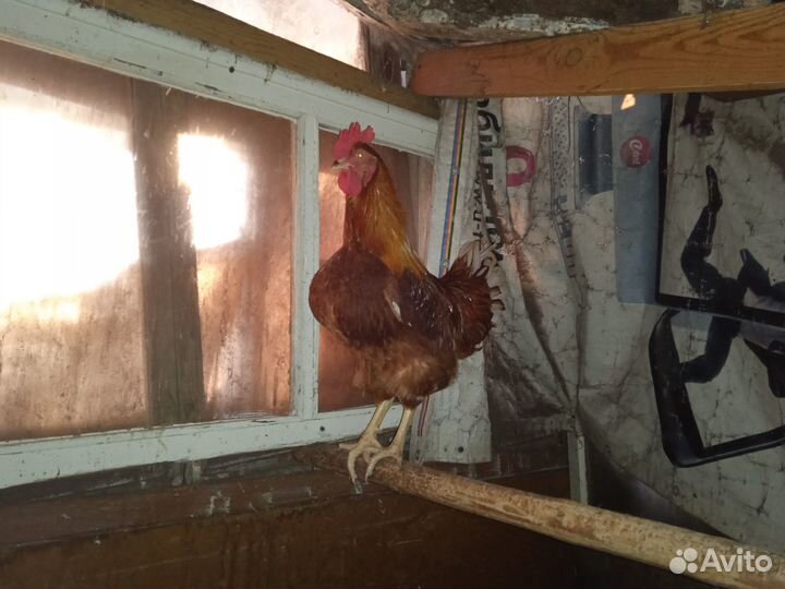 Продам петухов