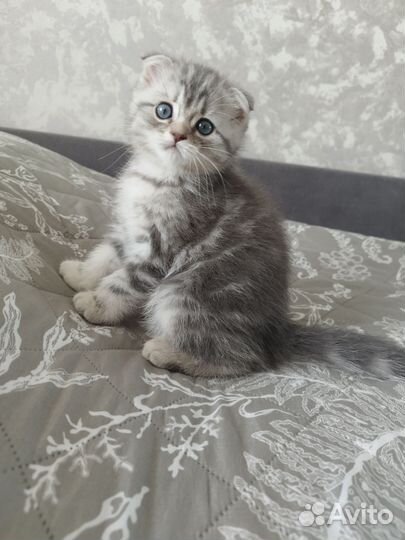 Шотладские котята