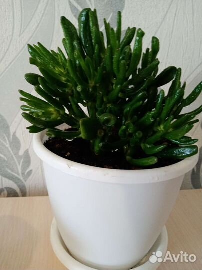 Крассула, маточное