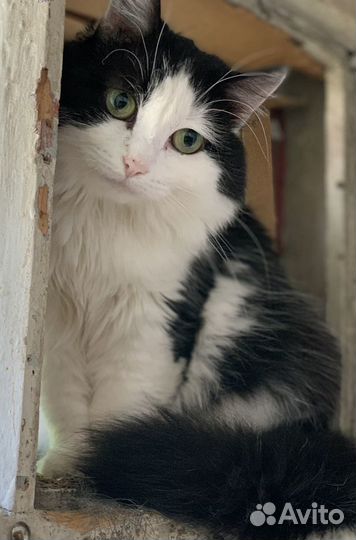 Кошка в дар