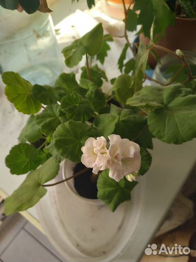 Герань пеларгония белая