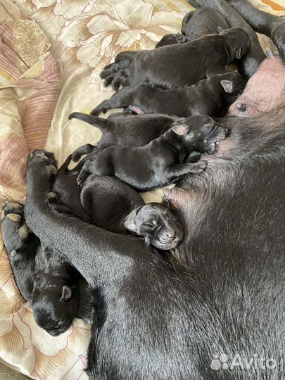 Щенки в добрые руки