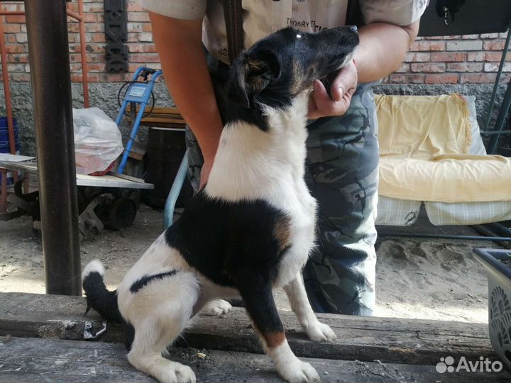 Фокстерьер