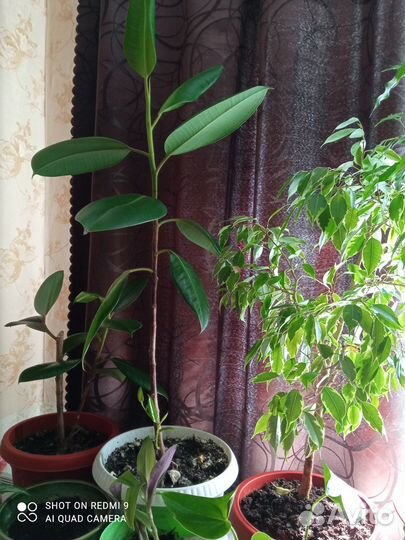 Продаю комнатные цветы