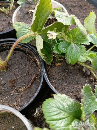 Рассада клубники