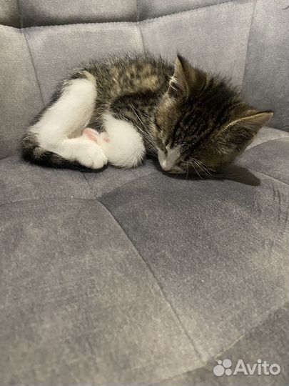 Котенок в дар бесплатно