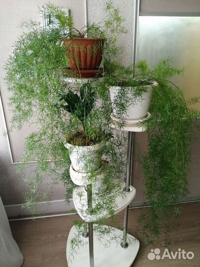 Аспарагус Шпренгера