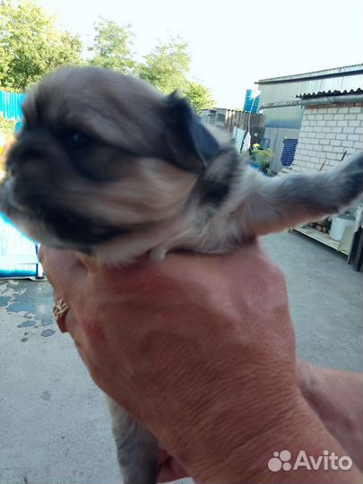 Щенки пекинеса