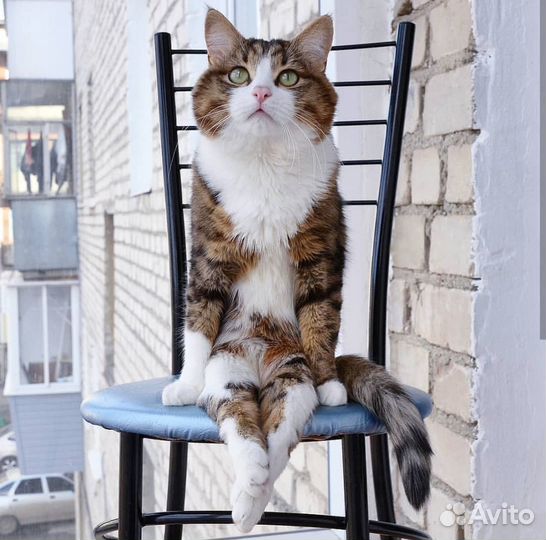 Слушатель - собеседник - друг на час (не психолог)