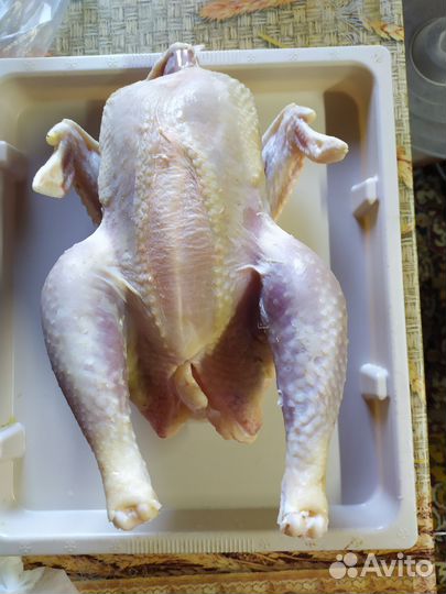 Курица домашняя,петушки