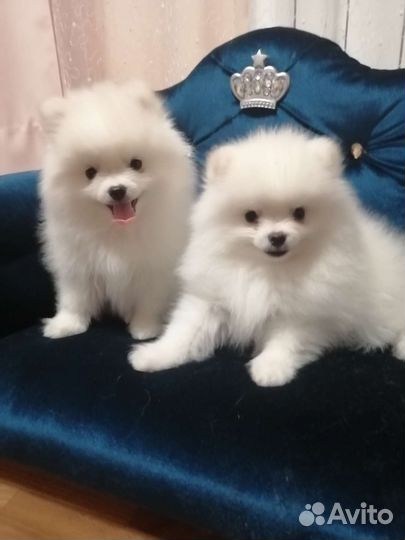 Жених померанец Чемпион РФ