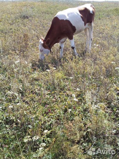 Телята, бычки, коровы