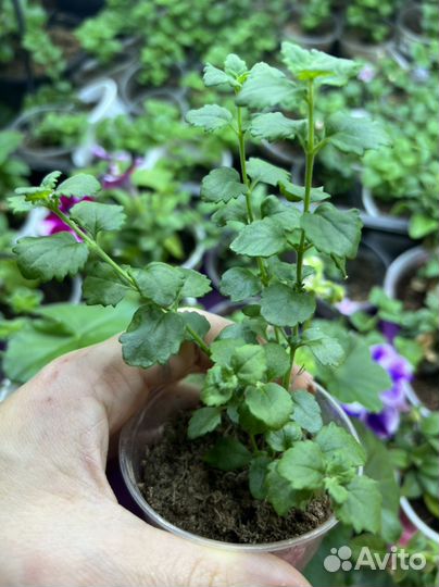 Бакопа вегетативная