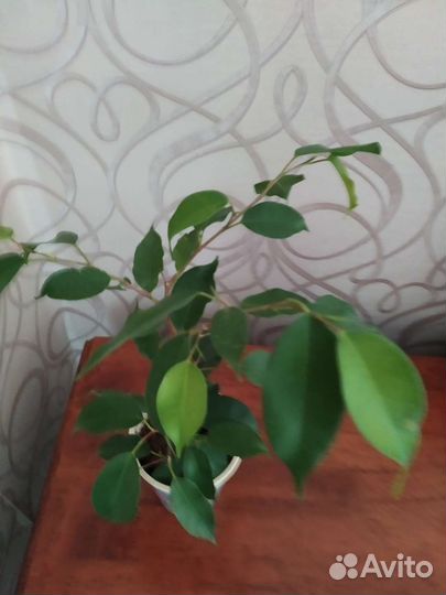 Фикус бенджамина