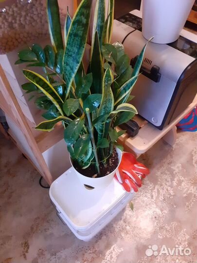 Коллекция тропических растений