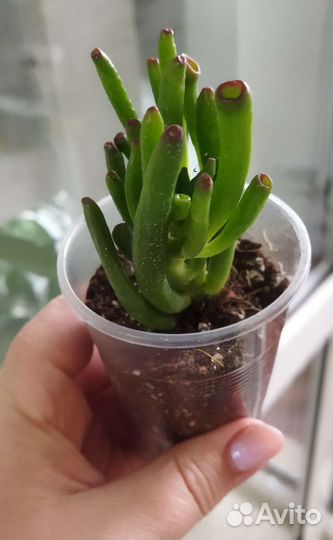 Аглаонемы, крассулы, алоказии