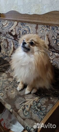 Померанский шпиц