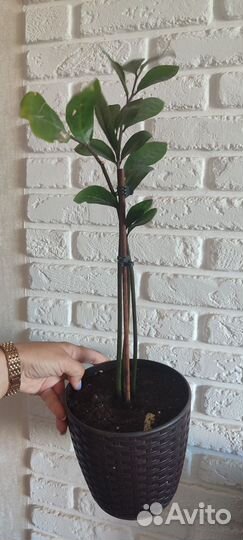 Фикус Замиакулькос