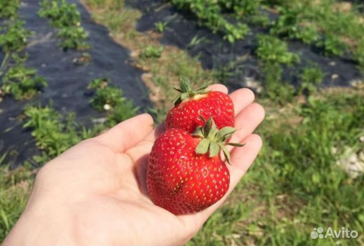 Саженцы ремонтантной клубники
