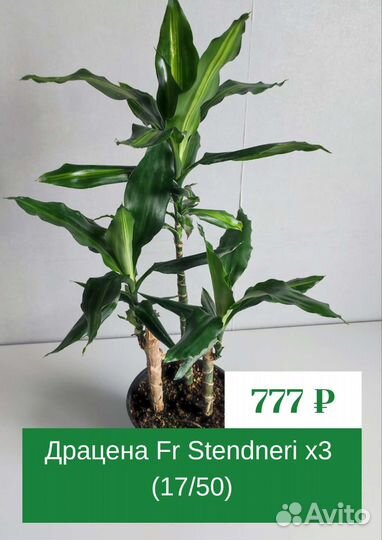 Продам комнатные растения