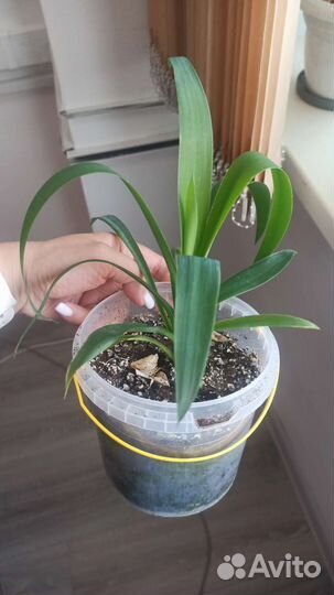 Драцена, гиппеаструм