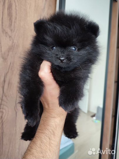 Померанский шпиц медвежьего типа