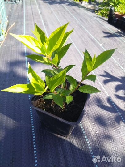 Гортензия метельчатая