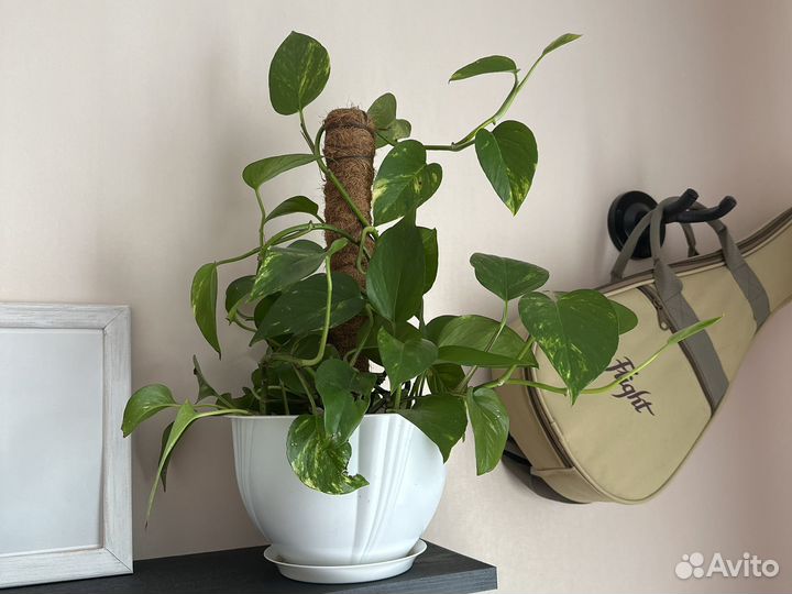 Эпипремнум золотистый