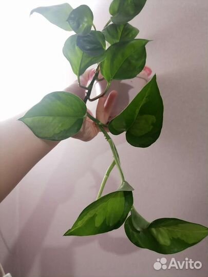 Эпипремнумы взрослые