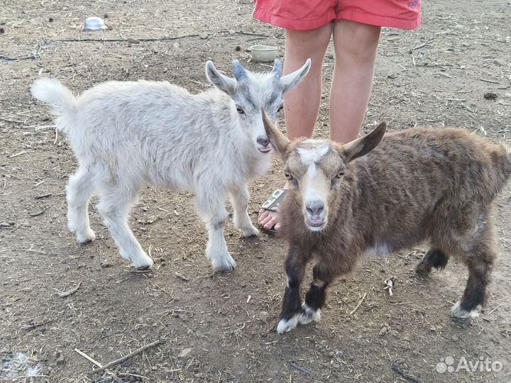 Козлята 3,5